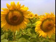 PDVD_212